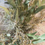 Eucalyptus & Spanish Moss Wreath with ribbon